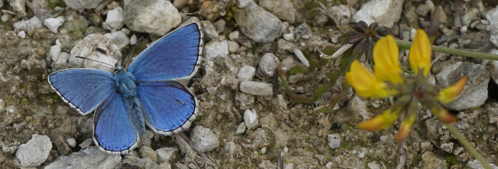 Newton Toney Wiltshire image of a blue butterfly