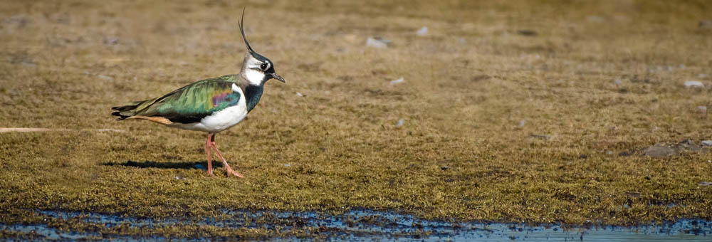 Newton Toney Wiltshire image of a bird