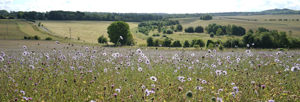 Newton Toney Wiltshire image showing RSPB Winterbourne Downs