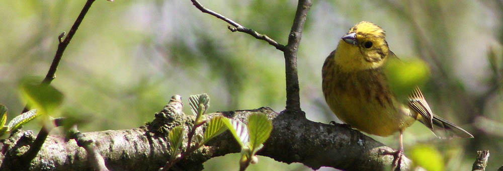 Newton Toney Wiltshire image showing a yellow bird