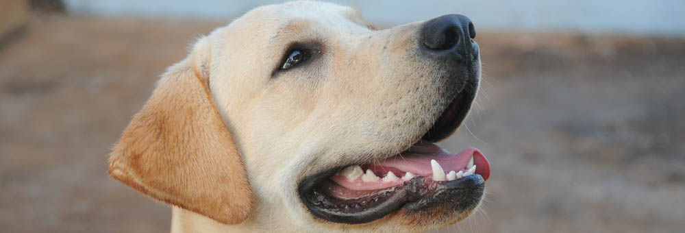 Newton Toney Wiltshire village image of a labrador dog